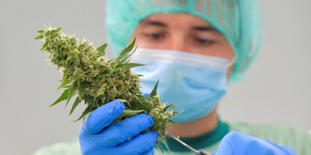 El Gobierno aprueba el cannabis medicinal para tratar la esclerosis múltiple o los vómitos tras la quimioterapia