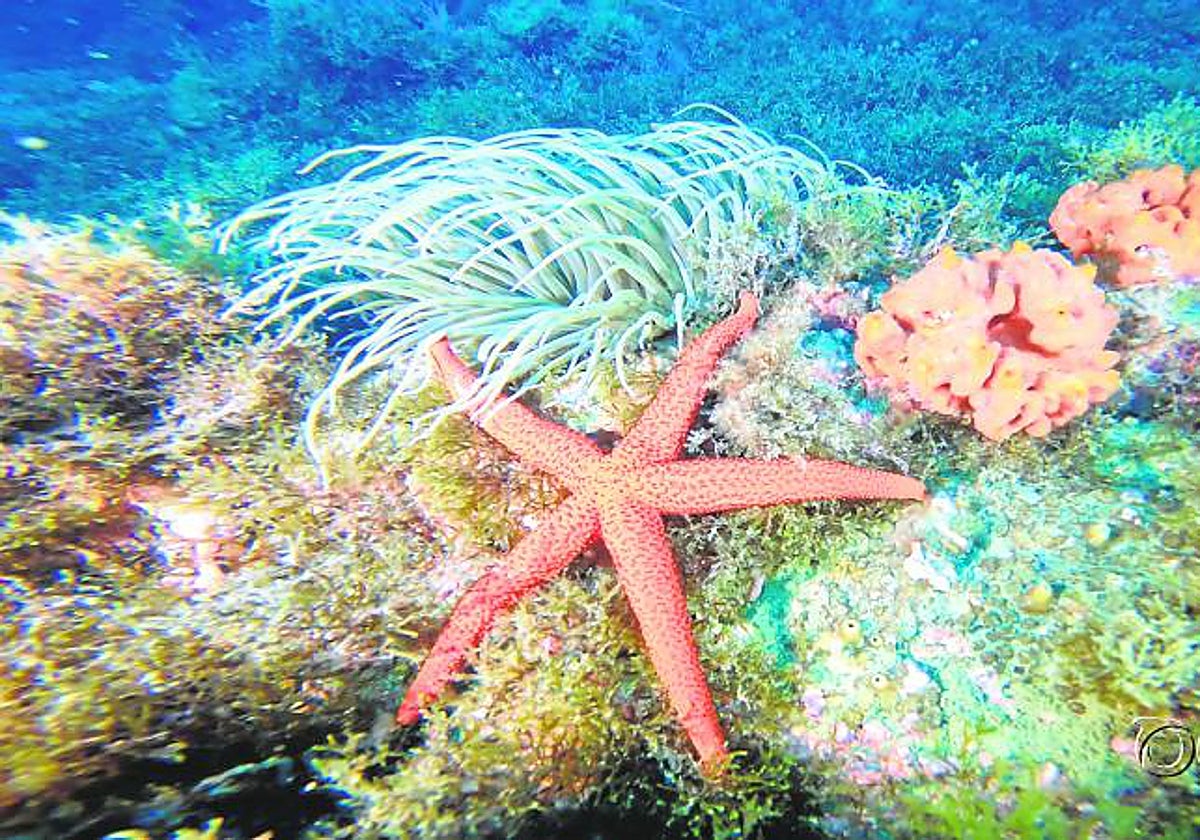 Expedición del Ranger al Mar de Alborán