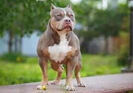 Una embarazada pierde a su bebé de siete meses tras ser atacada por su perro en Francia