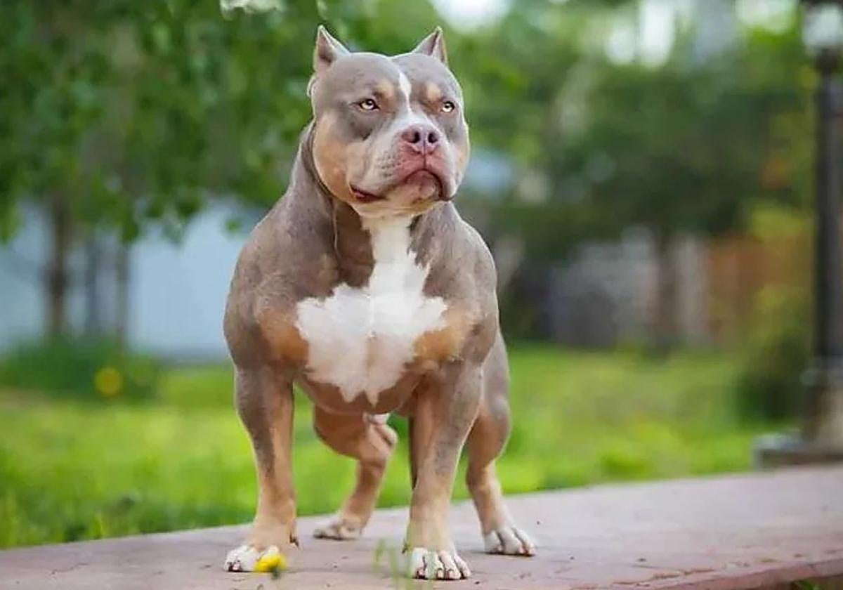 Ejemplar de American Bully