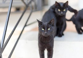 El Ayuntamiento de Terrasa prohíbe la adopción de gatos negros hasta después de Halloween ante las alertas de rituales y sacrificios