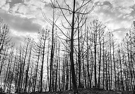 El rastro del fuego que arrasó San Vicente de Leira, en imágenes