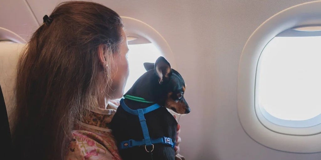La Justicia europea considera que los animales de compañía son parte del equipaje en los aviones y no un pasajero más