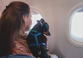 La Justicia europea considera que los animales de compañía son parte del equipaje en los aviones y no un pasajero más