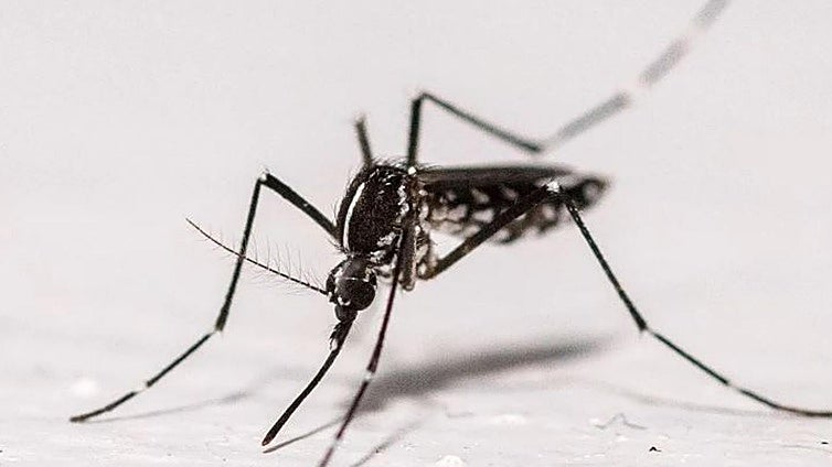 Descubren mosquitos vivos en Islandia por primera vez en su historia