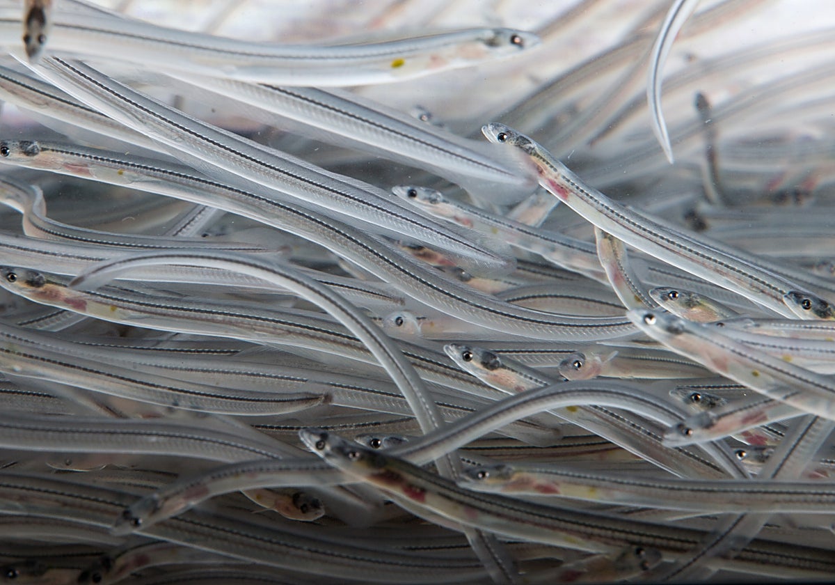 Ejemplares de angulas, la forma juvenil de la anguila que en su madurez puede medir dos metros