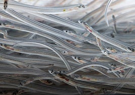 El negocio de la angula se lo llevan los traficantes asiáticos