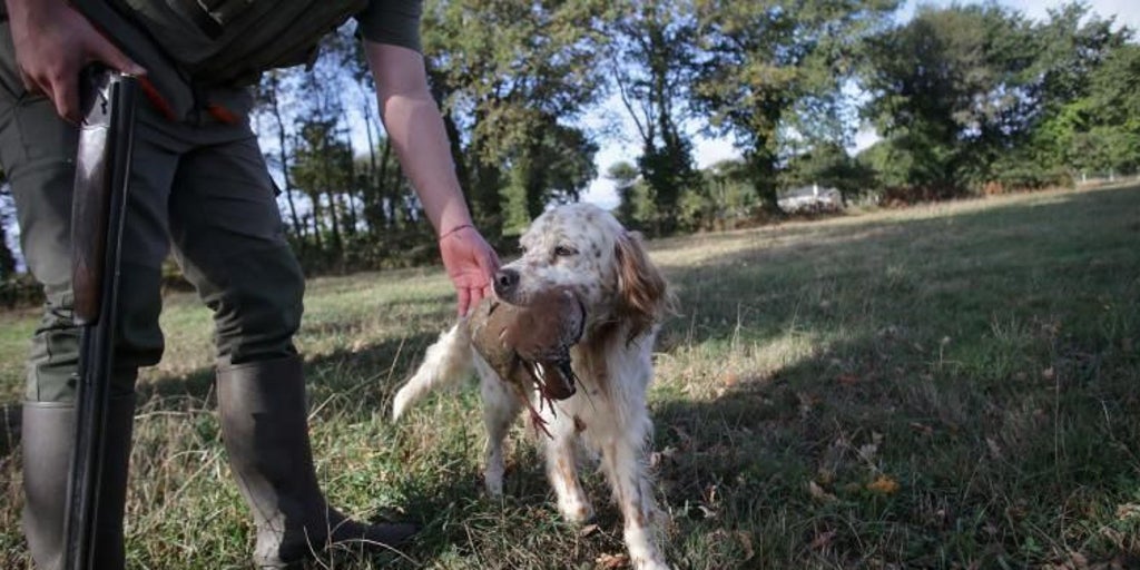 El barco del terror: 27 perros muertos en el interior de una furgoneta embarcada entre Barcelona y Palma