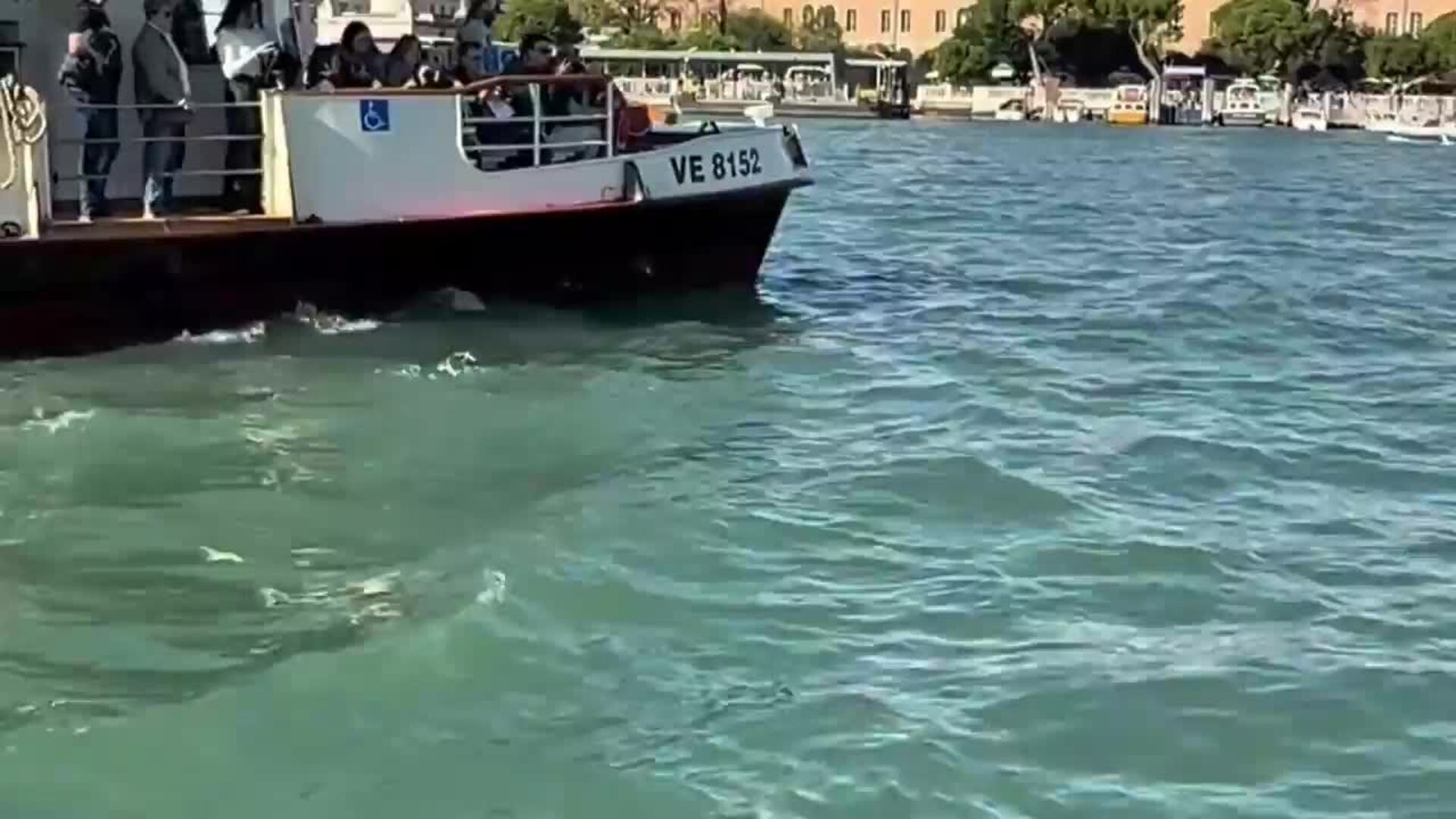 Un delfín sorprende en la laguna de Venecia