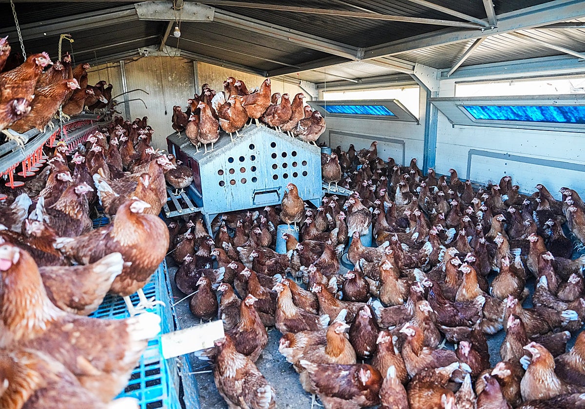 Gallinas confinadas en una granja de Torquemada (Palencia)