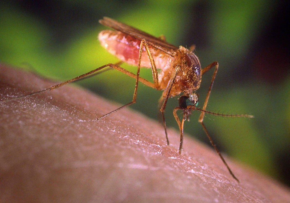 Mosquito del género Culex