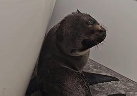 Una cría de foca irrumpe en un bar de Nueva Zelanda y se refugia debajo de un lavavajillas