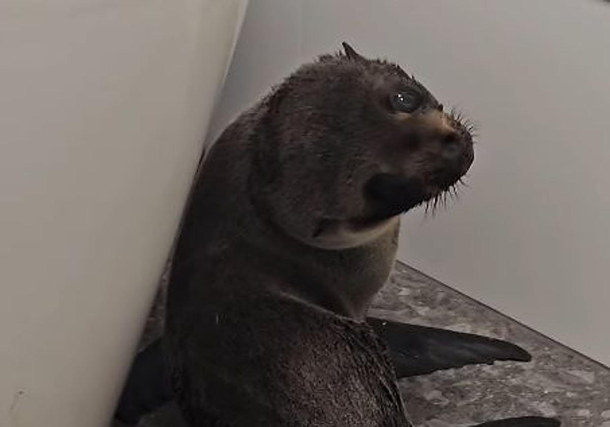 La foca durante uno de los momentos de la persecución