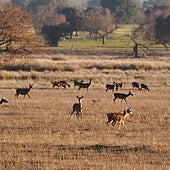 Ciervos en el Parque Nacional de Cabañeros