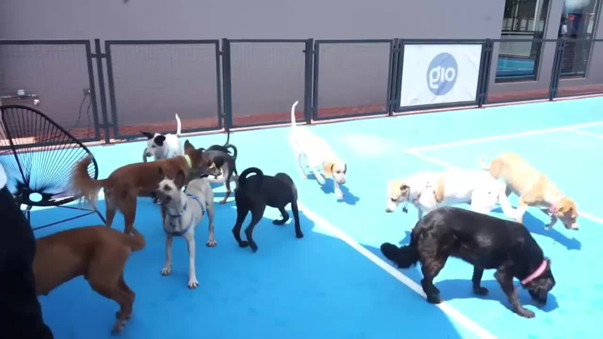 El &#039;Perrotón navideño&#039; promueve la adopción de mascotas adultas y enfermas en Bolivia