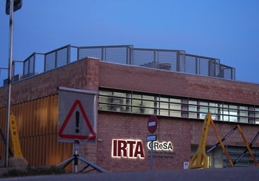 El laboratorio bajo sospecha de propagar la peste porcina investiga con la misma cepa causante del brote de Barcelona