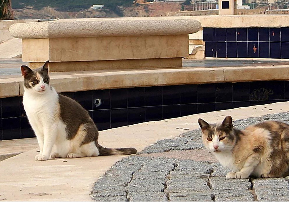 Alertan del surgimiento de casos de gripe aviar en gatos en los alrededores de Berlín