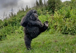 'Choca esos cinco', de Mark Meth Cohn (UK), es la foto ganadora y muestra a un gorila jugando en las montañas de Virunga.