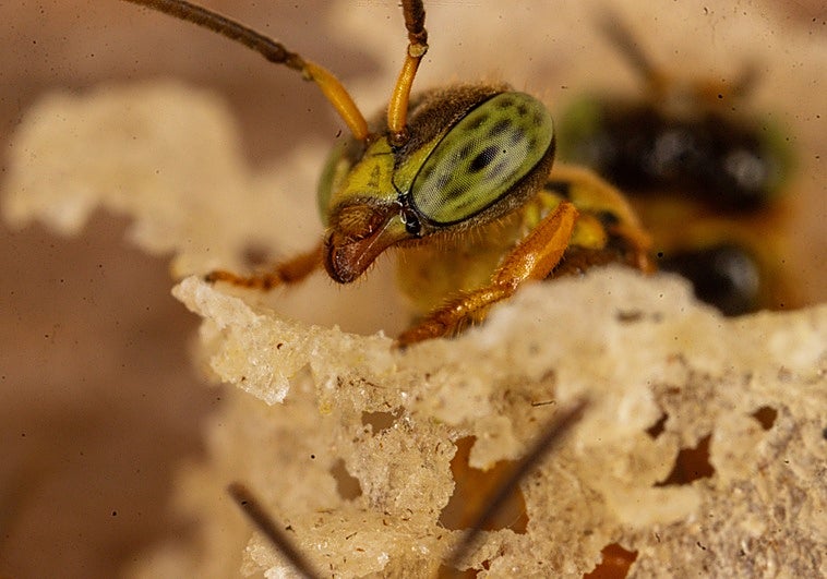 Las abejas sin aguijón del Amazonas se convierten en los primeros insectos del mundo con derechos