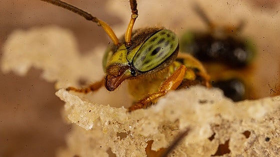 Las abejas sin aguijón del Amazonas se convierten en los primeros insectos del mundo con derechos