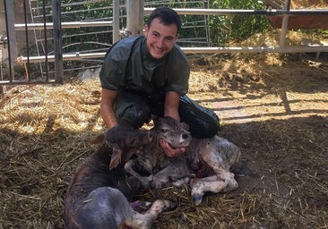 España se queda sin veterinarios rurales: «Lo dejé porque no logras desconectar»