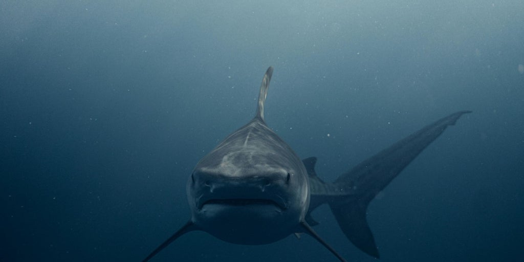 Sí, hay tiburones blancos en el Mediterráneo español: un nuevo estudio lo confirma