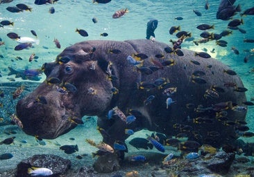El zoo es un geriátrico: cuando el hipopótamo tiene artrosis
