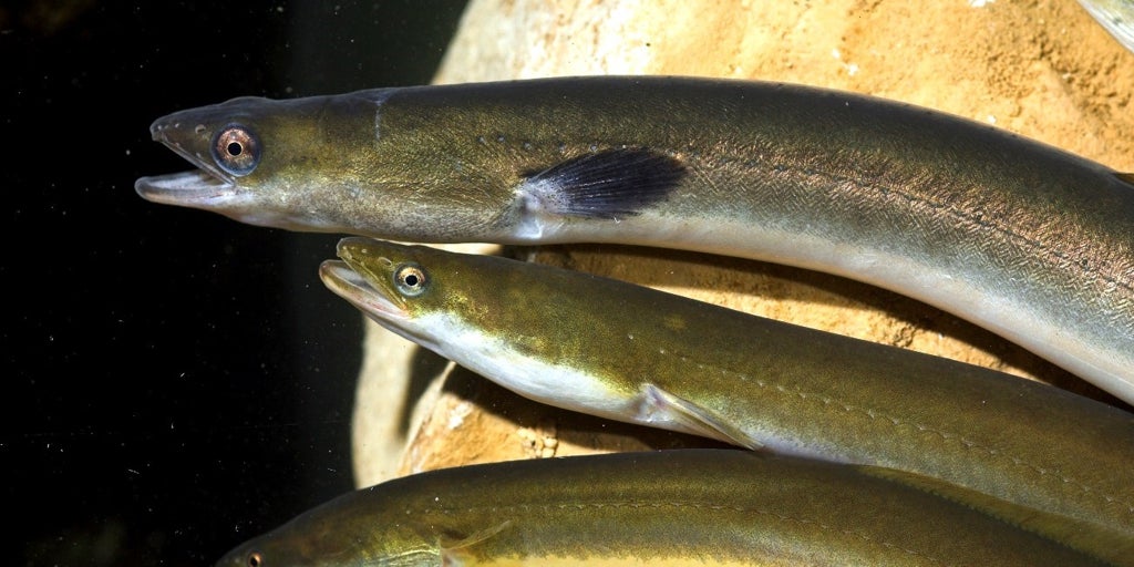 Fracasa el intento de blindar a la anguila y la angula contra la pesca y el consumo
