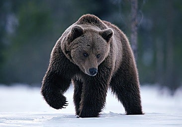  «Se despiertan muy irritados»