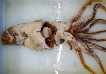 El periplo del 'calamar de Poseidón', la especie «extraordinaria» descubierta por españoles