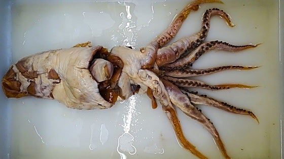 El increíble periplo del 'calamar de Poseidón', la especie extraordinaria descubierta por españoles