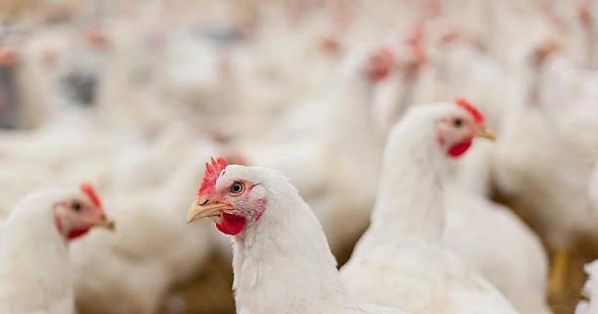 El Gobierno levanta parcialmente el confinamiento de las aves de corral por la gripe aviar