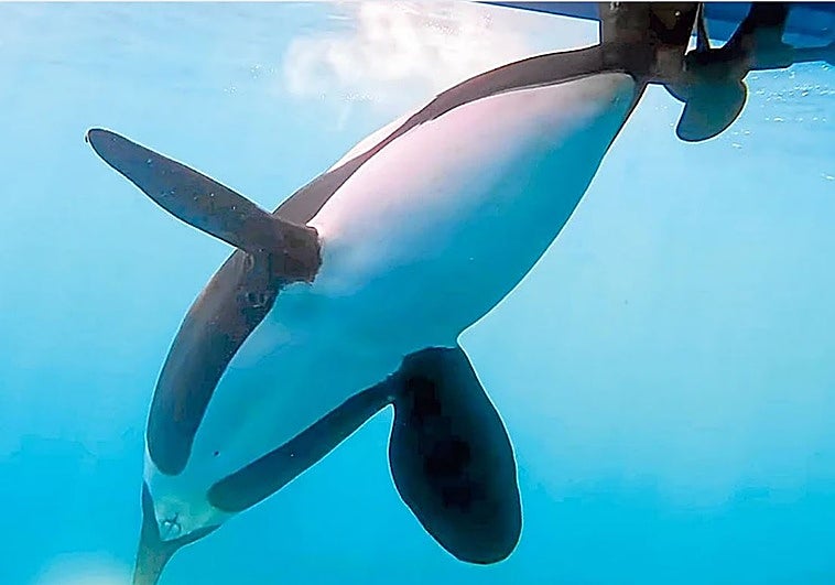 Los encontronazos con orcas caen un 80% en el Estrecho y ahora la costa norte es la más activa