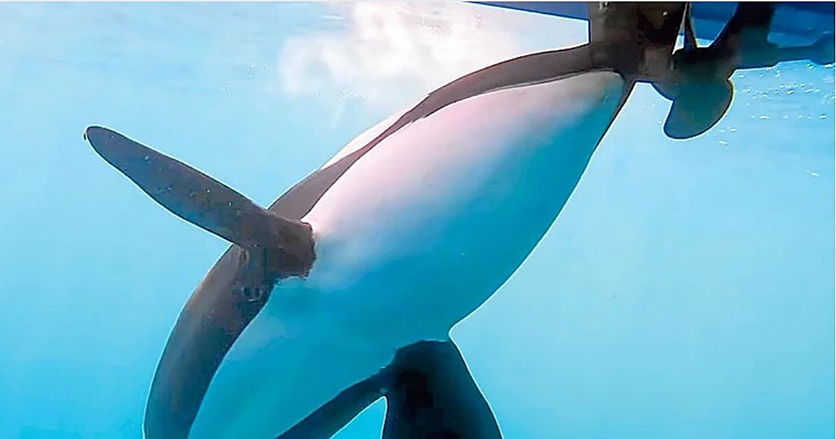 Los encontronazos con orcas caen un 80% en el Estrecho y ahora la costa norte es la más activa