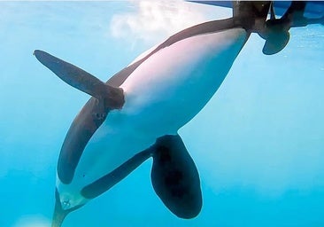 Los encontronazos con orcas caen un 80% en el Estrecho y ahora la costa norte es la más activa