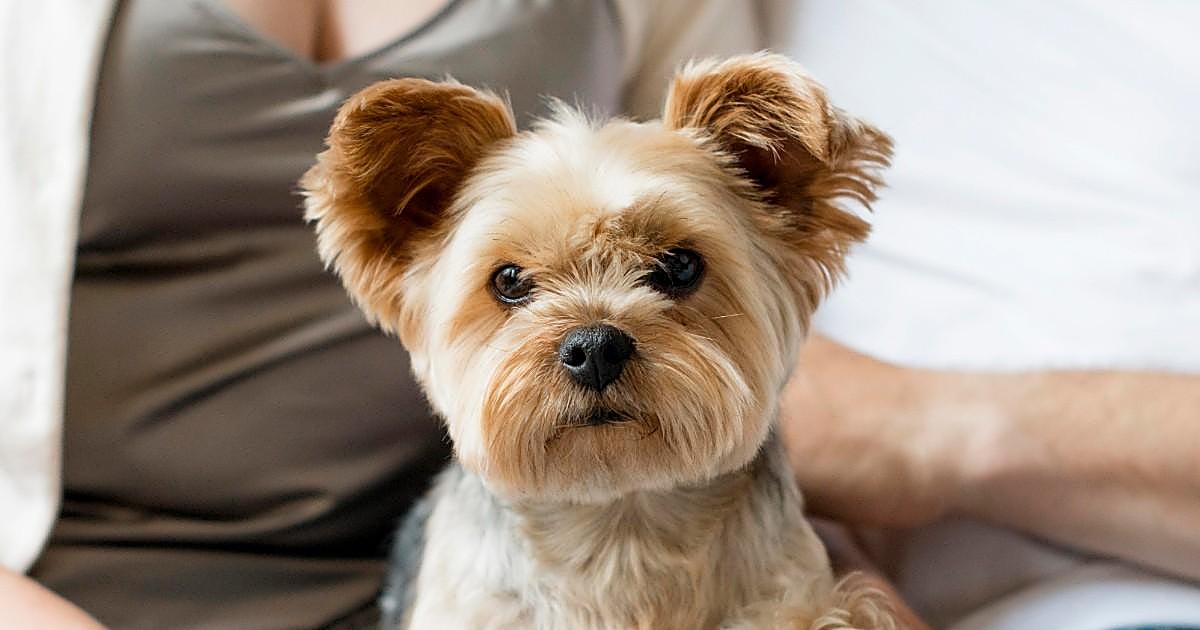 Si tienes un perro o un gato, atento: a partir de hoy la ley exige esta documentación sobre tu mascota