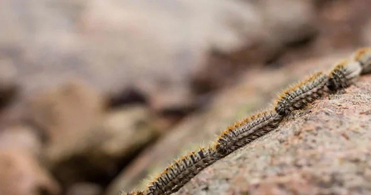 La Guardia Civil alerta sobre la aparición de la oruga procesionaria en abril y sus efectos: «Un simple contacto puede ser fatal»