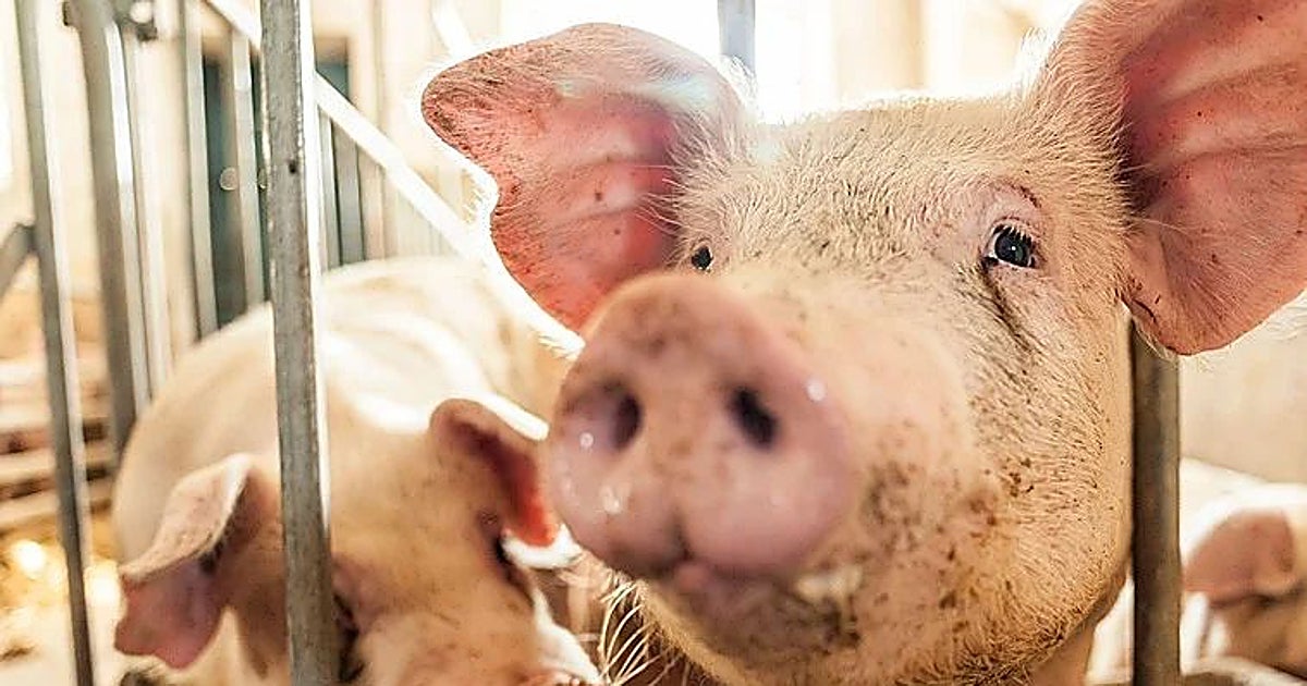 La OMS certifica que el caso de gripe porcina de Lérida es de un virus «conocido que nunca ha causado complicaciones»