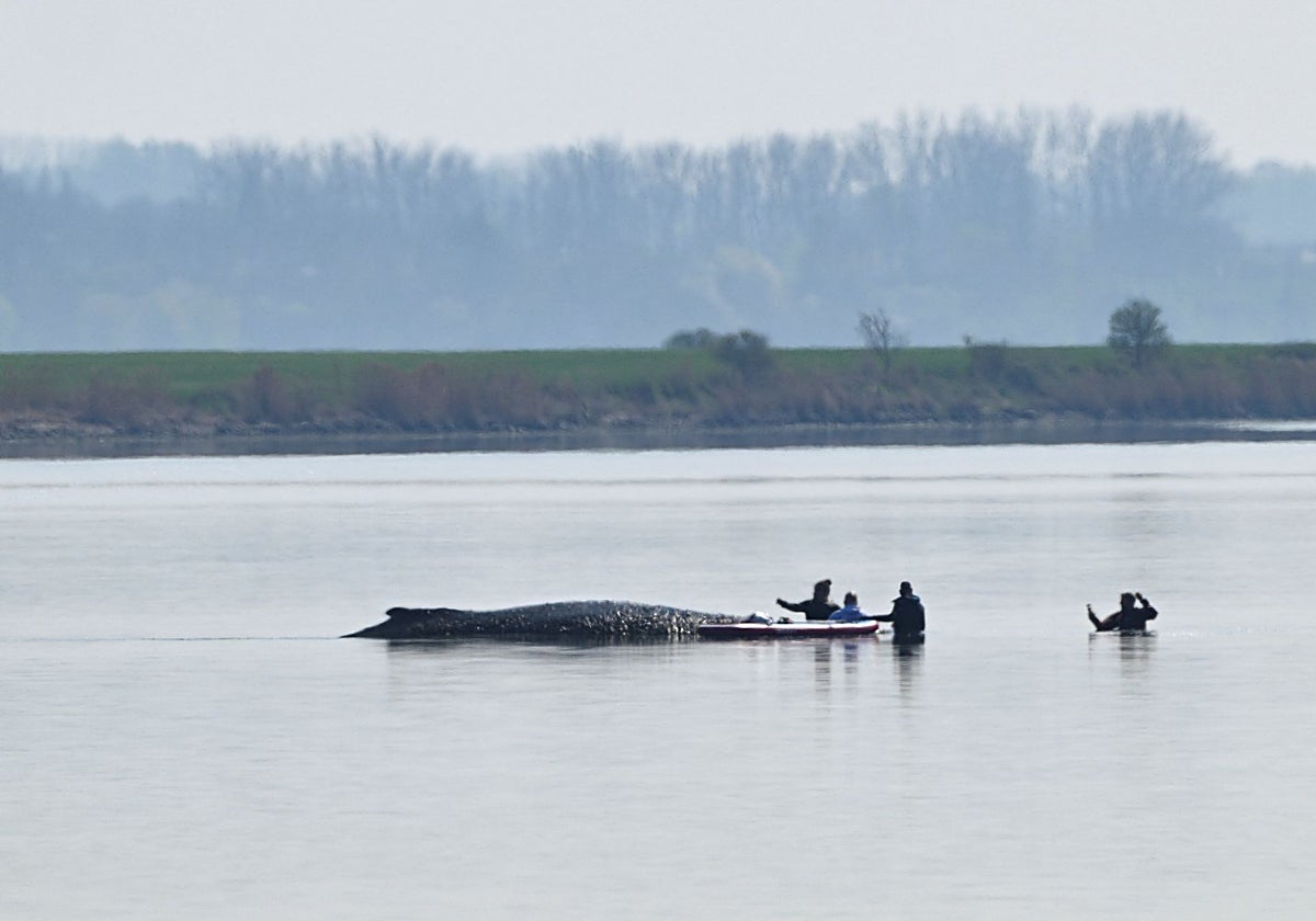 Alemania contiene el aliento ante el último intento de rescate de Timmy, la ballena varada