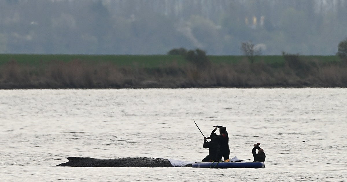 Alemania tendrá que seguir esperando para conocer el final de la ballena varada Timmy