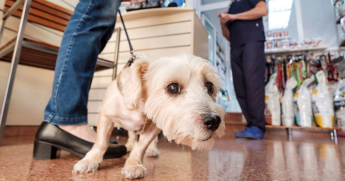 Veterinarios clínicos precarios y agotados: «La única salida que tuve fue cambiar de rumbo»