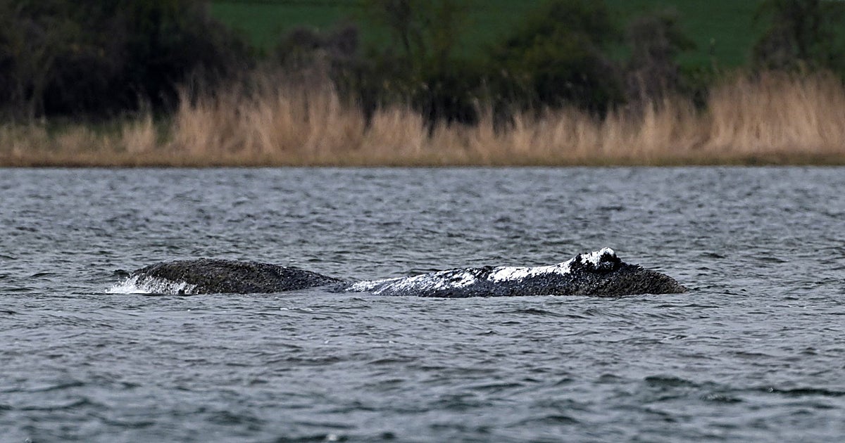 El dilema alemán de la ballena varada: rescatarla en helicóptero, dejarla morir o erigir un monumento