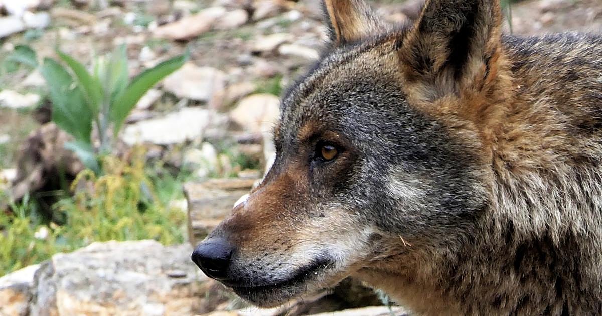 El Tribunal Superior de Justicia de Asturias anula el II Plan de Gestión del Lobo