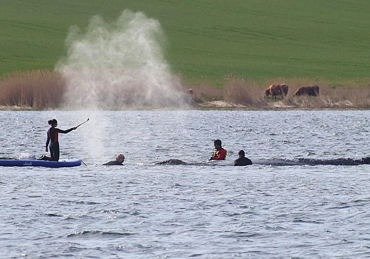 La ballena Timmy se aleja en una barcaza hacia el Báltico