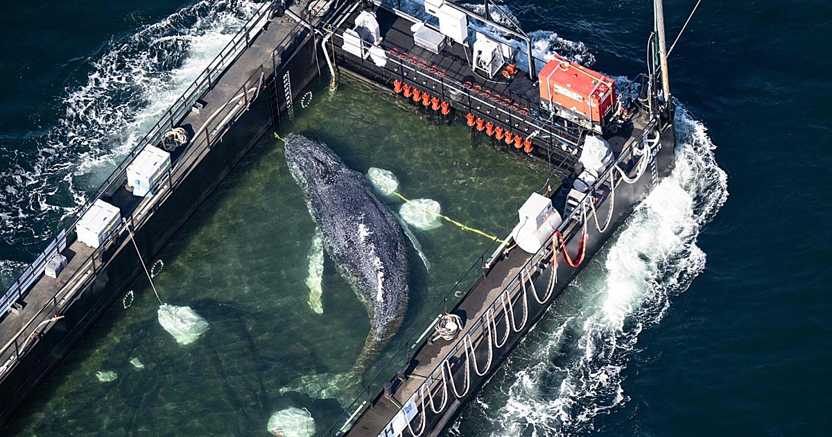 Logran liberar a Timmy, la ballena varada en Alemania desde marzo