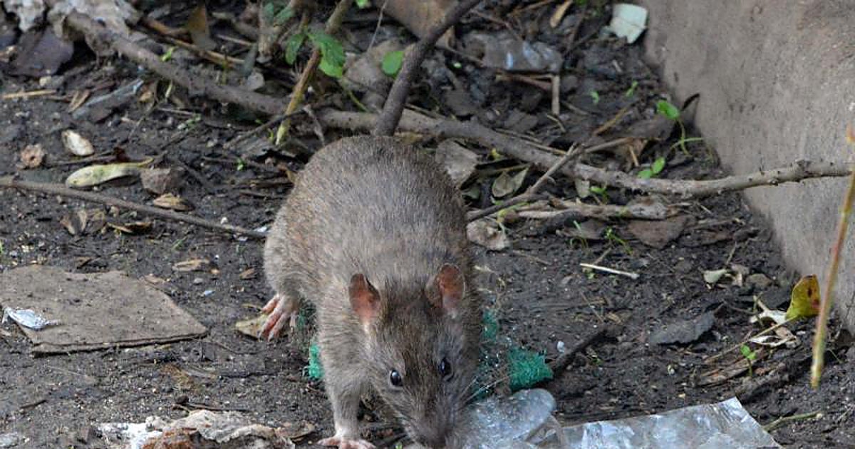 ¿Qué es el hantavirus y cómo se transmite a humanos?