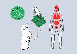 Hantavirus: Las claves de un virus de roedores que puede ser mortal
