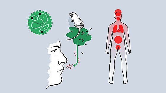 Hantavirus: Las claves de un virus de roedores que puede ser mortal