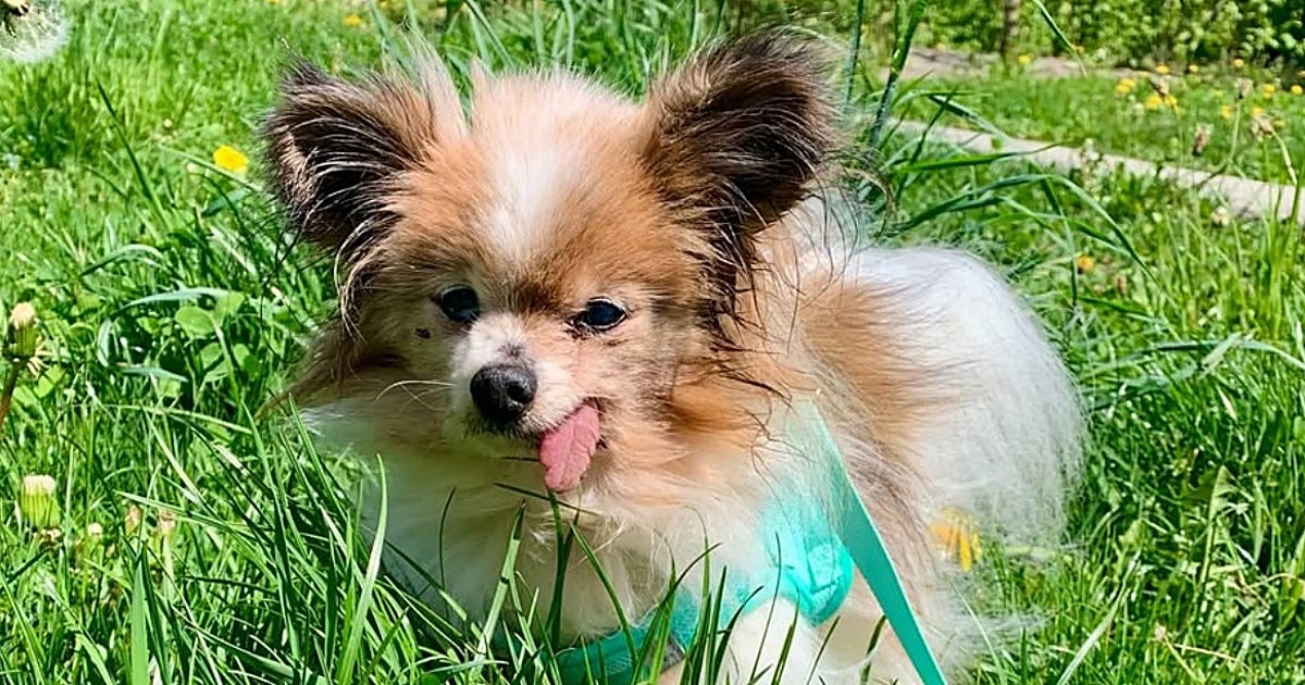 Muere a los 30 años el perro Lazare, considerado el más viejo del mundo