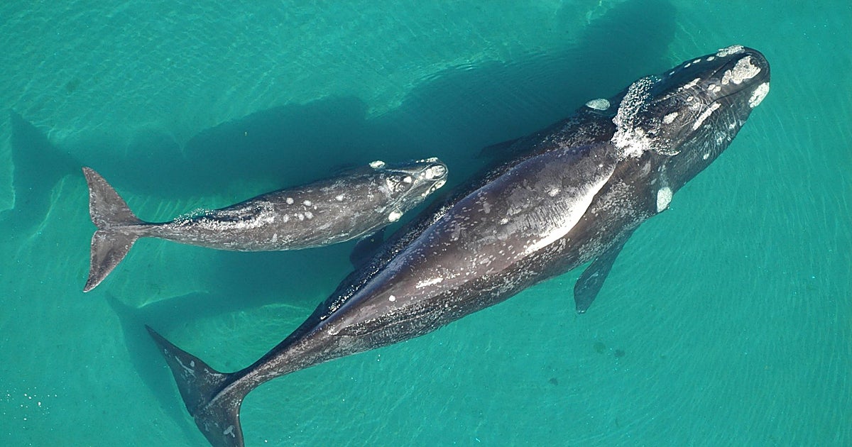 Varios megaproyectos petroleros de la Patagonia ponen en riesgo a las ballenas, según ecologistas